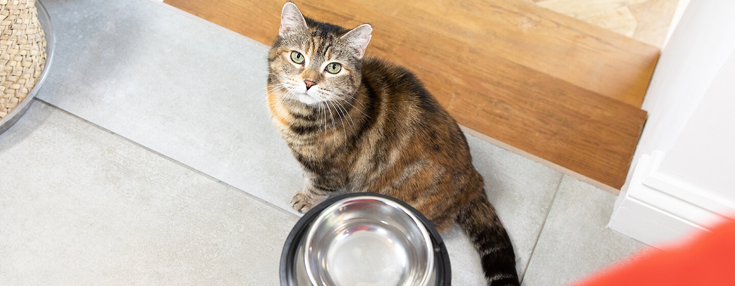 food-allergies-in-cats
