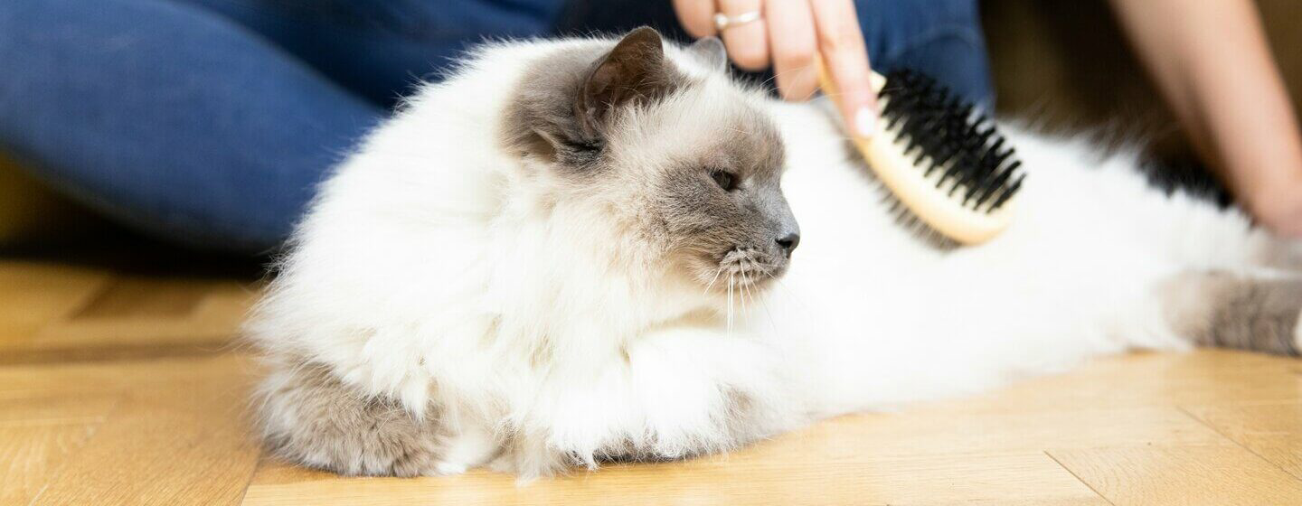 hair-loss-in-cats