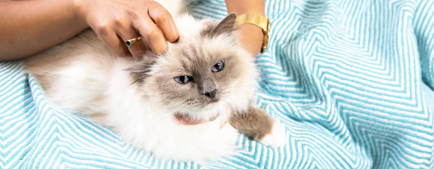 diabetes-in-cats
