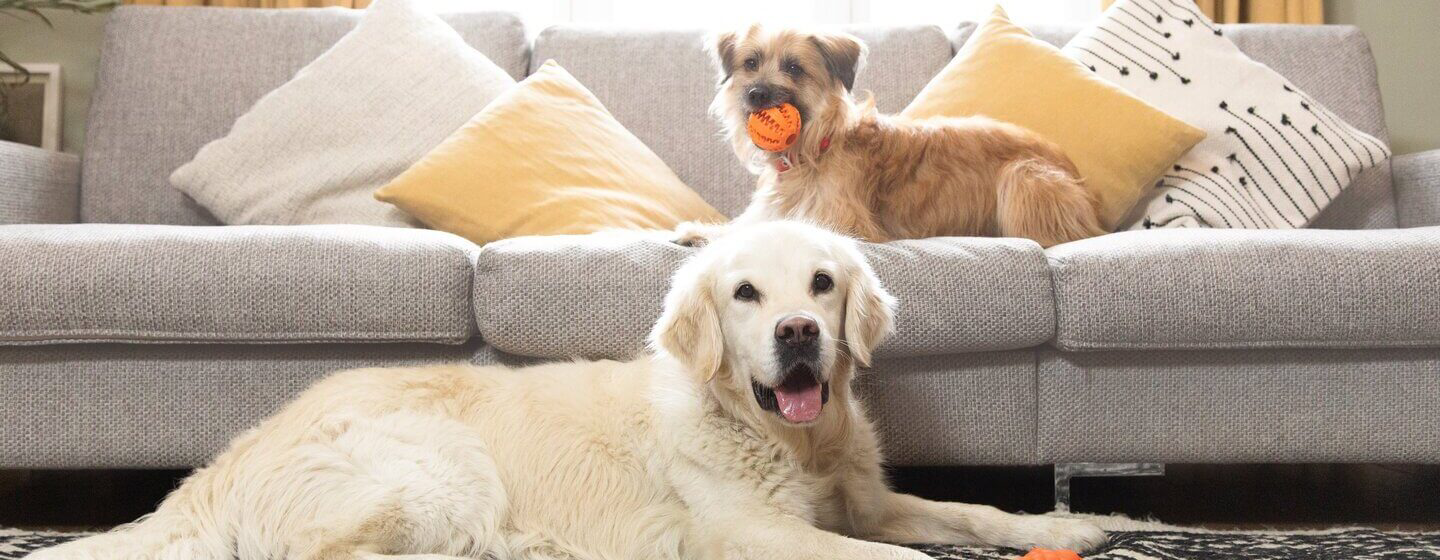 copraphagia-in-dogs