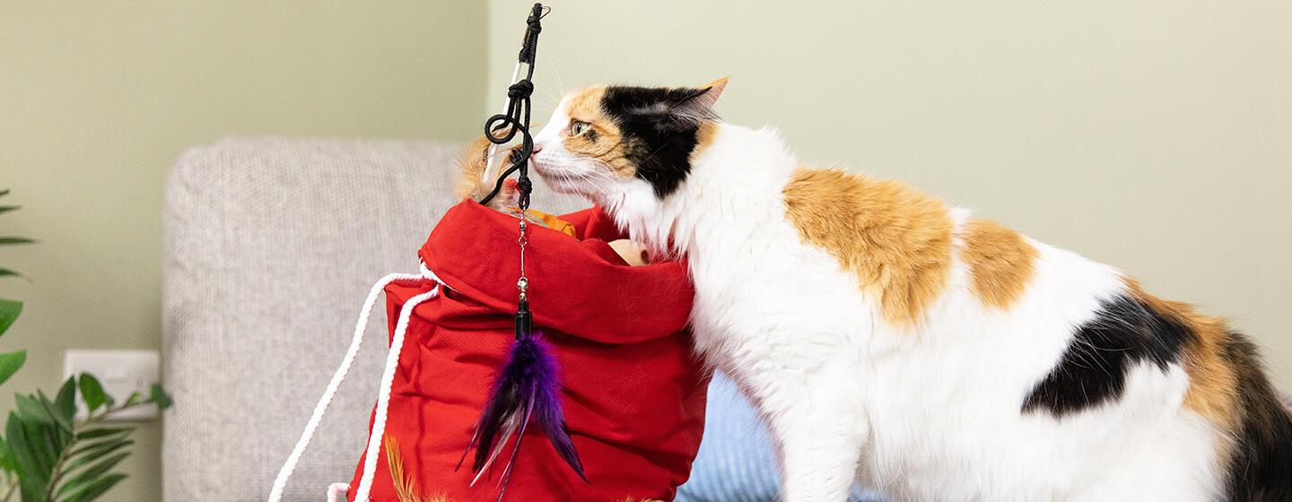 cats-catnip