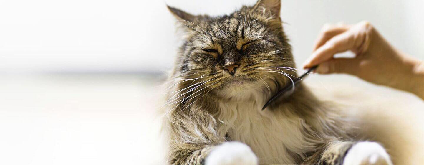 cat-skin-problems