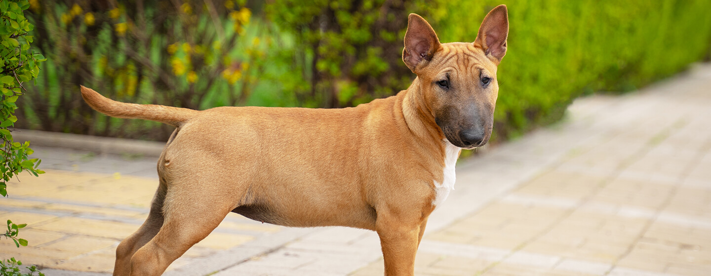sensitive-skin-dogs