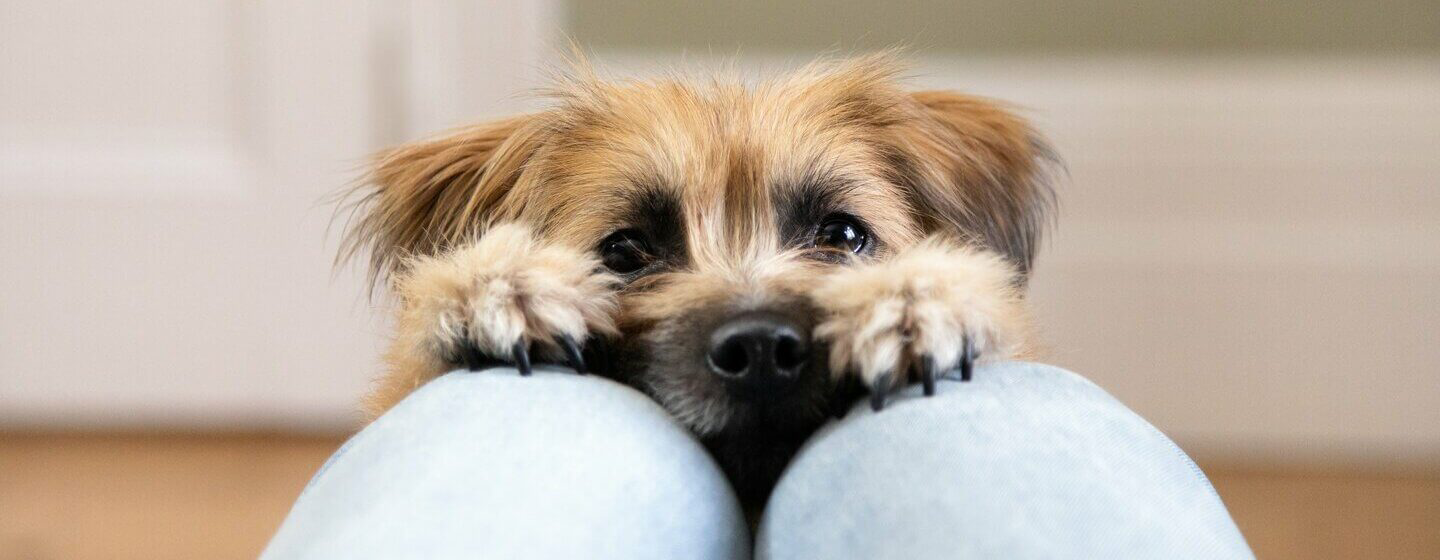 tiny-dog-breeds