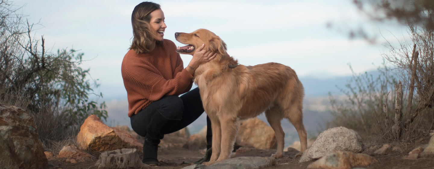 medium-sized-dog-breeds