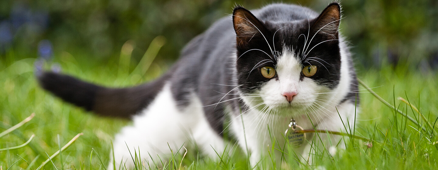 bodylanguage cats