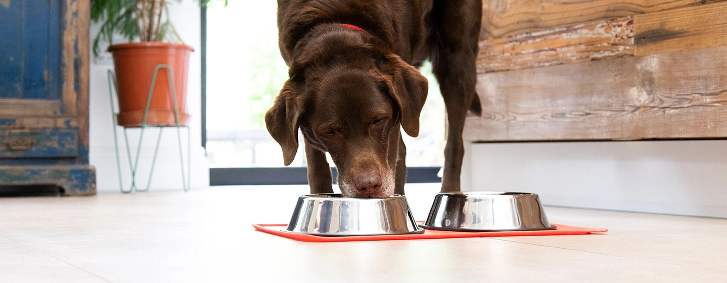 feeding-pregnant-dog