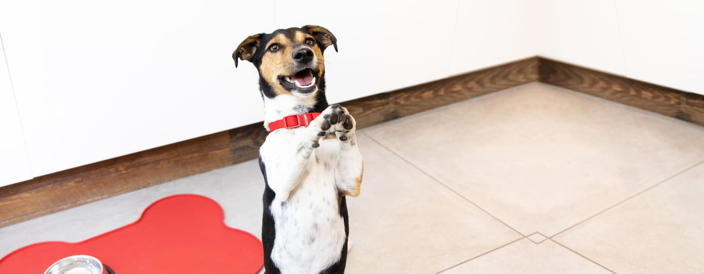 harmful-dog-foods
