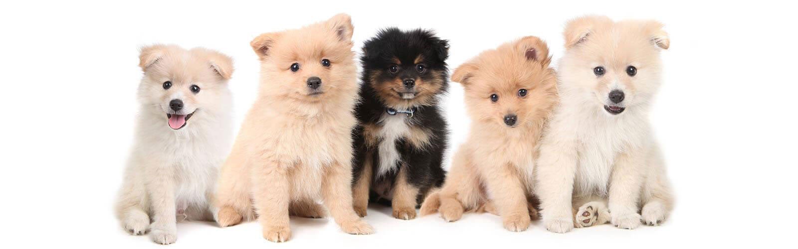 take-care-new-puppies