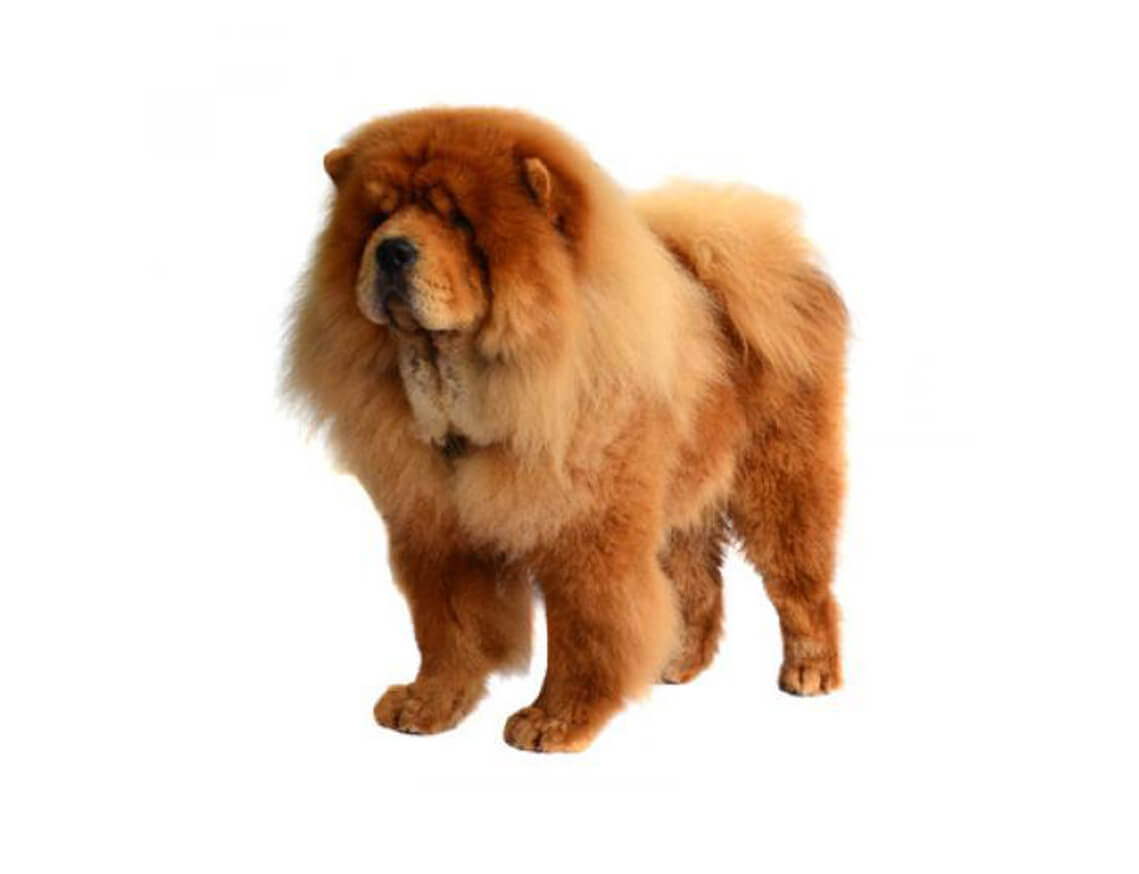 chow chow (rough)