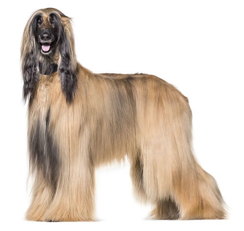 afghan hound