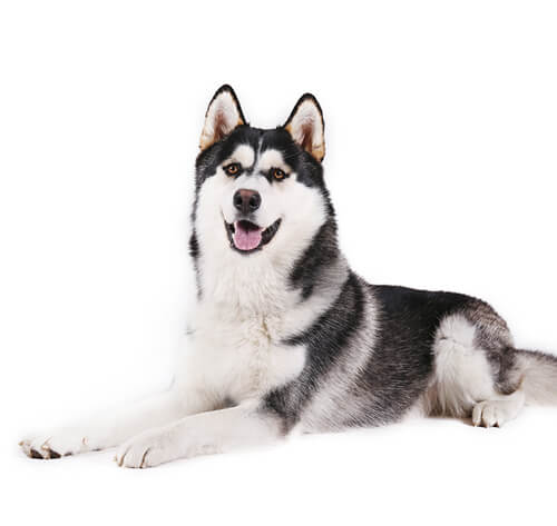 alaskan malamute