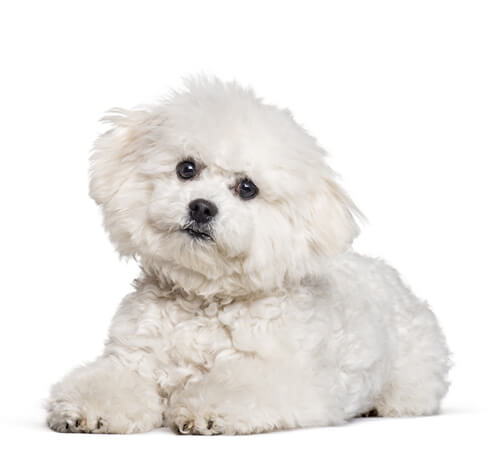 bichon frise