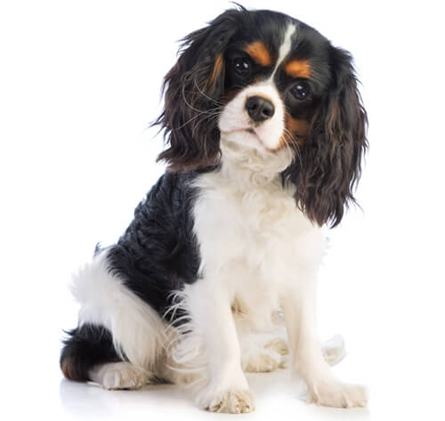 cavalier king charles spaniel