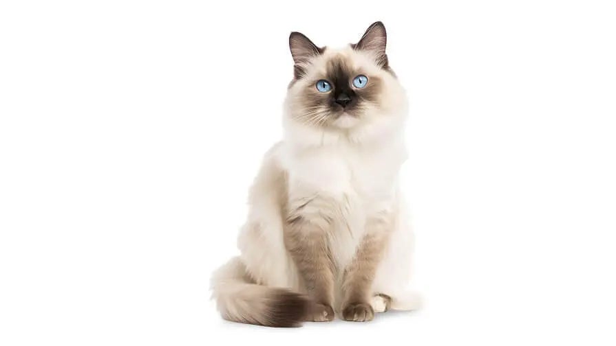 Birman
