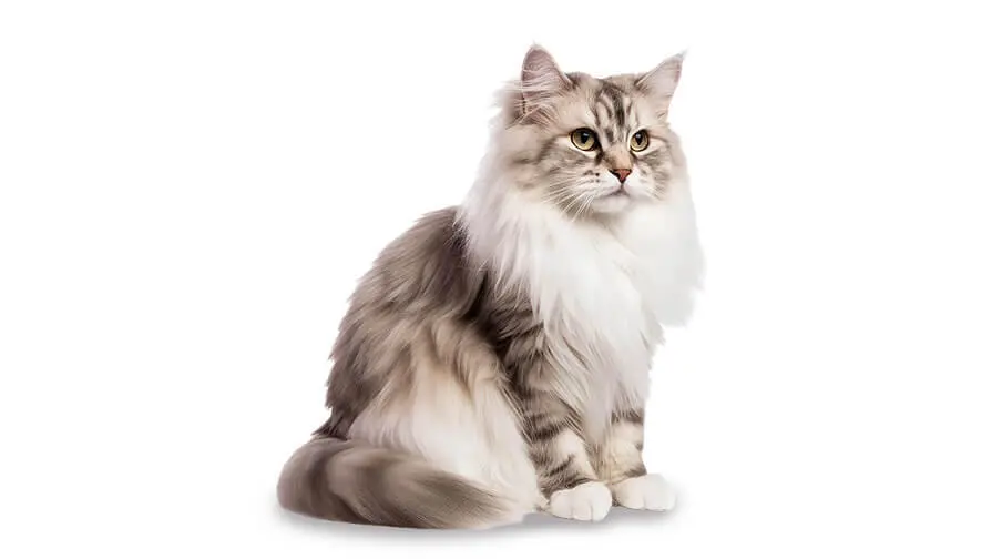 ragamuffin