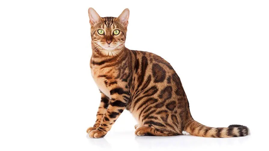 Bengal