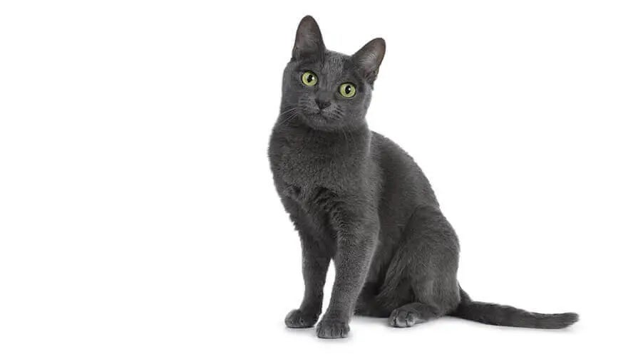 Korat