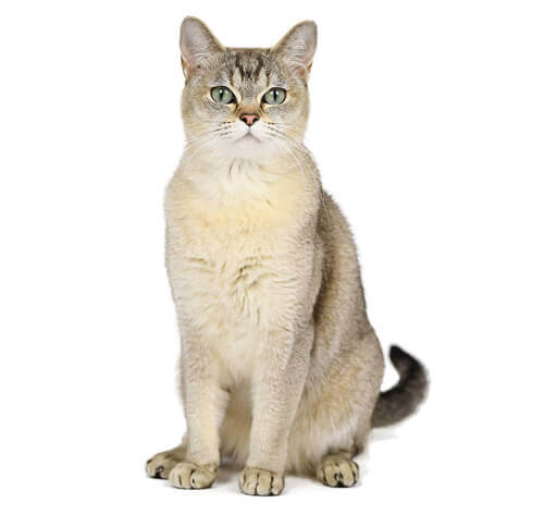 burmilla