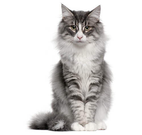 norwegian forest