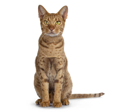 ocicat