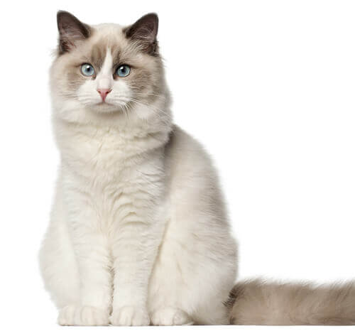ragdoll