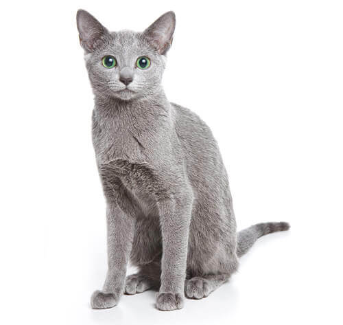 russian blue