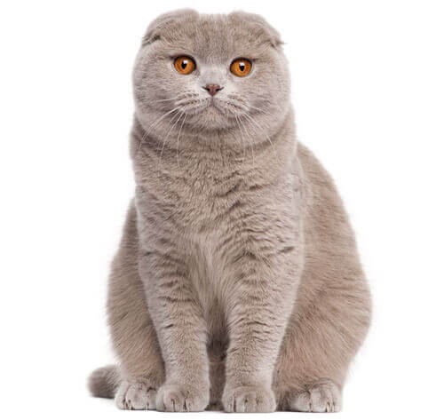 scottish fold