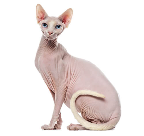 sphynx