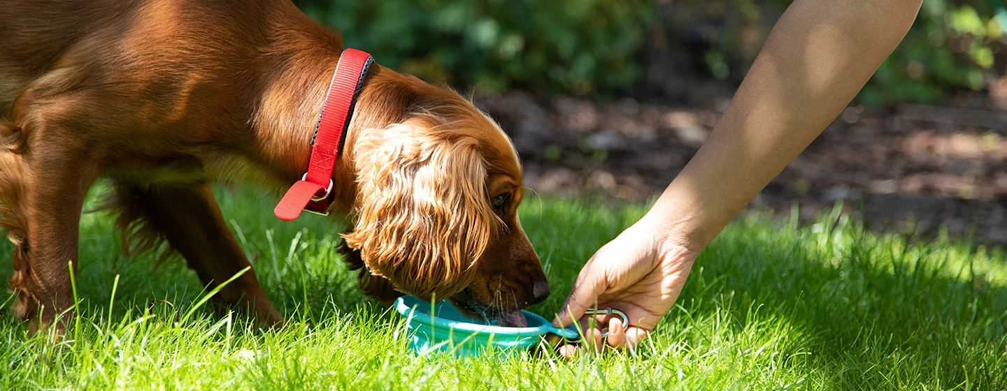 dog-nutrition-guide