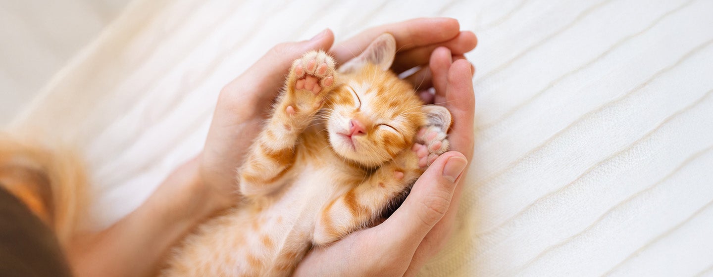 มือใหม่เตรียมพร้อม รับเลี้ยงลูกแมวตัวแรก