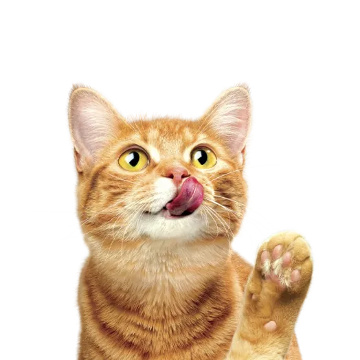 Friskies cat
