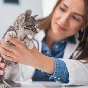 new-kitten-not-eating