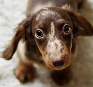 dogs-home-alone