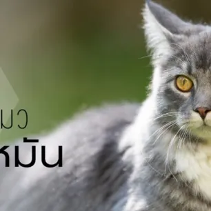after-spayed