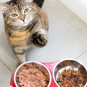 feeding-cat-pregnancy