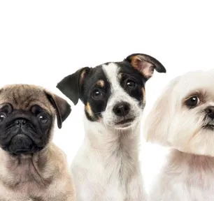 dogs-digestive-issues