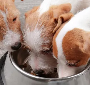 dog-not-eating