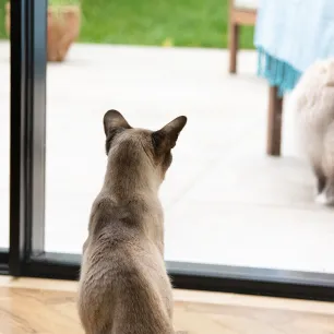 keeping-cats-and-dogs-happy-indoors