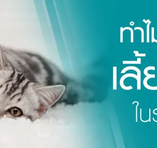 cats-indoors