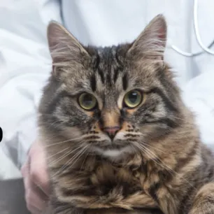 spay-benefit