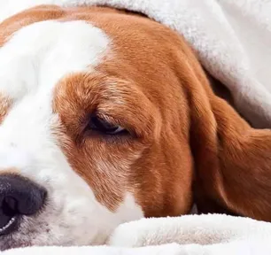 senior-dogs-health-concern