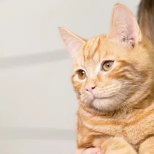 unusual-cat-illnesses