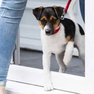 puppy-socialisation