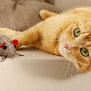 five-fun-games-for-cats