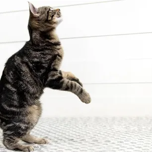 cats-snacks-and-treats