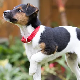 toilet-training-your-dog