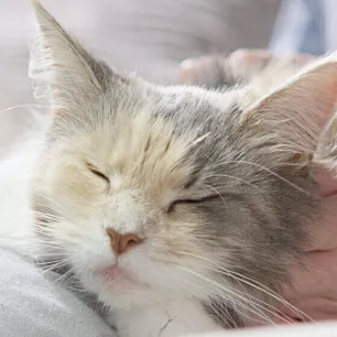 cats-pregnancy-tips