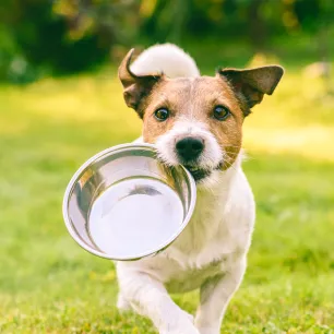 dog-body-condition-tool