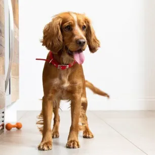 preparing-new-puppy